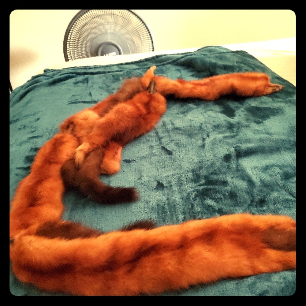 A many foxes stole